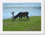 Elk at Lake Talbot 3 * 2592 x 1944 * (2.06MB)